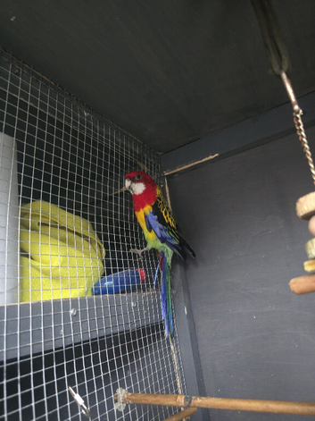 Male rosella