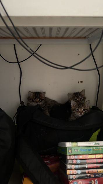 Kittens for sale