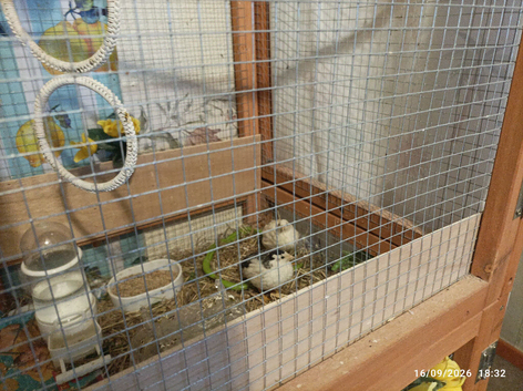Available 1 x Young Pure White MALE Tiny Button Quail in 2 weeks time 4 weeks old females will be available