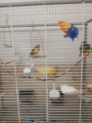 5 canarys 2 males 3 females