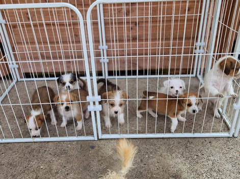 shih-tzu cross jack russle