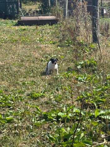 Miniature jack russel