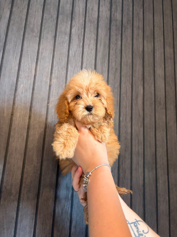 F1 cockapoo puppies
