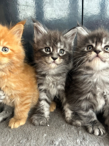 Maine Coon Kittens