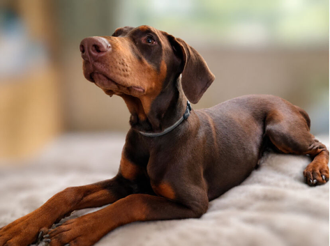 Exceptional Dobermann Boys - KC Registered & Health Tested ️