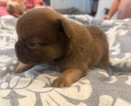 6 beautiful French bulldog puppies