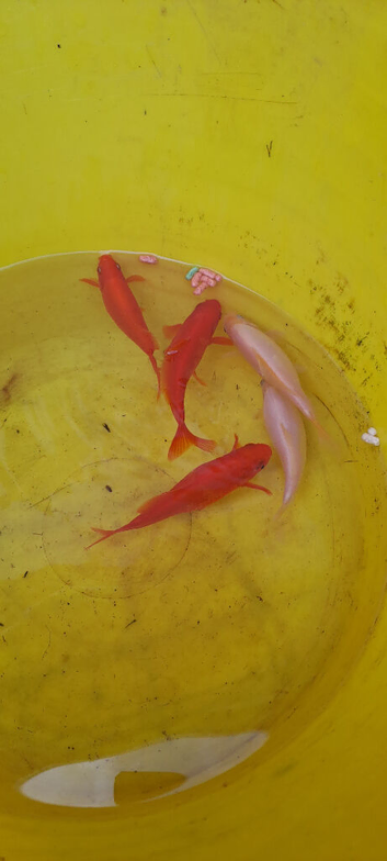 Pond goldfish x5 for sale