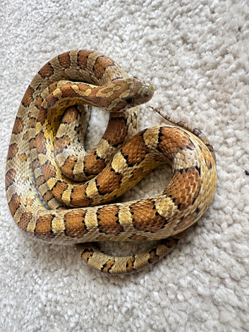 1 year old Corn snakes.