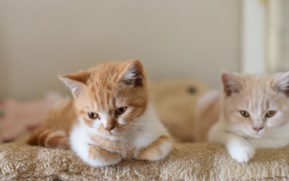 British shorthair kittens gccf reg