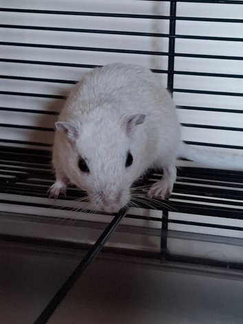 Gerbils for sal