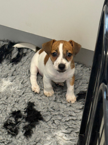 Gorgeous Jack Russell Puppies