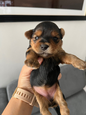 Yorkshire pure terrier