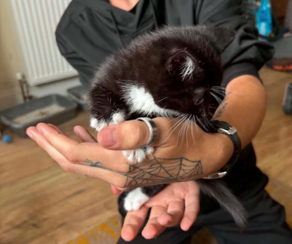 Kittens