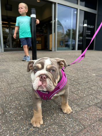 English bulldog puppy