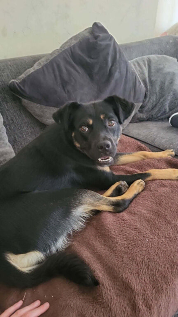 Rottweiler Cross Staff 7 Months Old.
