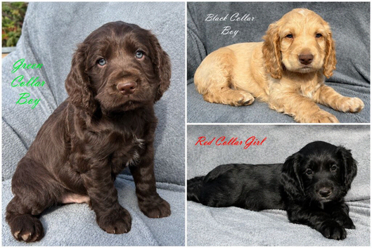 Gorgeous KC reg Cocker Spaniel pups (working type)