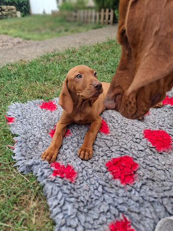 KC Registered Hungarian Vizsla Puppies