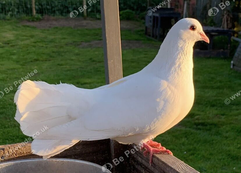 ️English fantail Doves ️