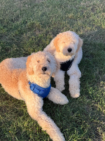 2 Stunning F2 Goldendoodle Brothers