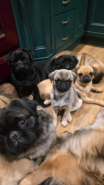 ​ Adorable Female Pure Pug Puppy Looking for Her Forever Home! ​