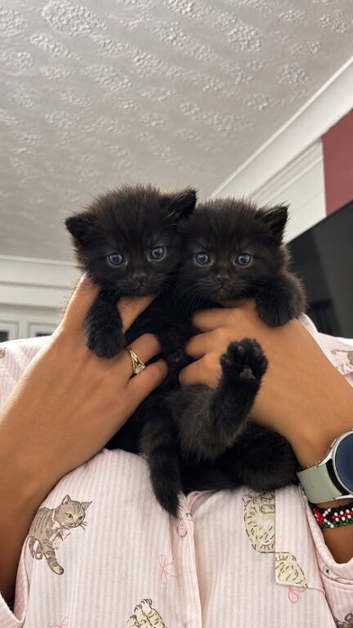 Unique fluff kittens