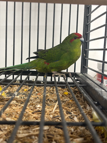 Stunning Various Baby Green Kakarikis