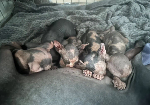 Adorable sphinx kittens