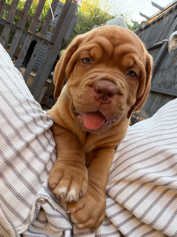 KC Registered Dogue de Bordeaux pups with champions