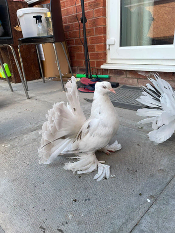 Young almond pair in leicester