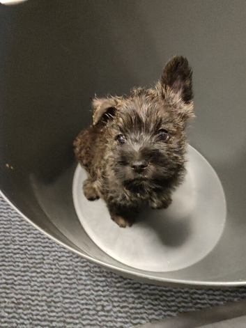KC REGISTERED CAIRN TERRIER-  BOY