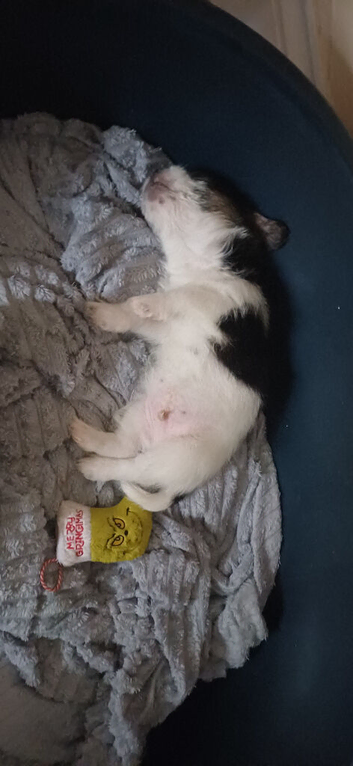 Shihtzu cross puppy for sale boy ready now for his forever home