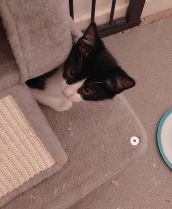 Last 3 gorgous kittens