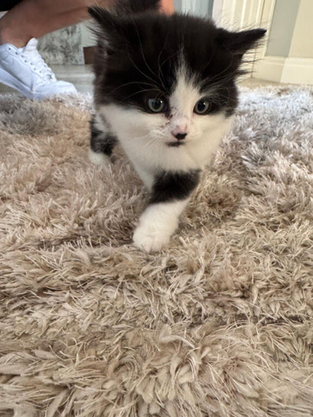 British longhaired mixed breed kitten