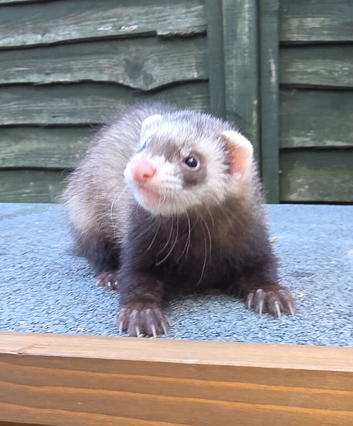 10 week old Gill ready to go