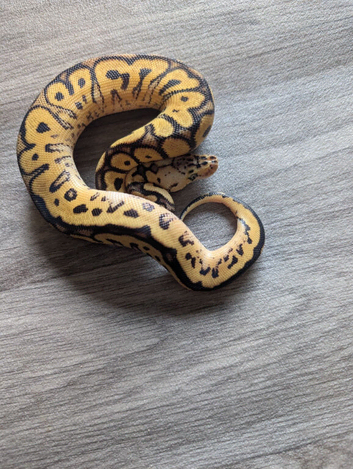 Pastel leopard clown
