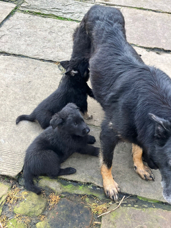 Pedigree German Shepherd puppies