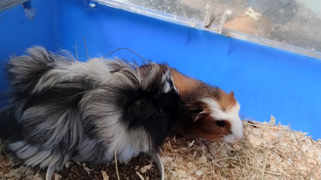 Beautiful pair of boys guinea pigs ready now