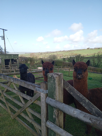 Three lovely Alpaca boys!!
