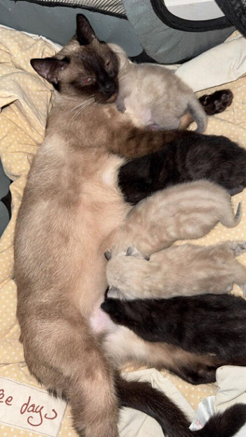 Siamese Point Bengal Kitties