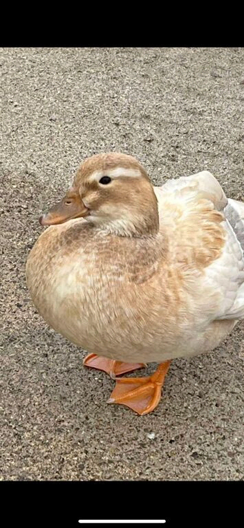 Call ducks for sale