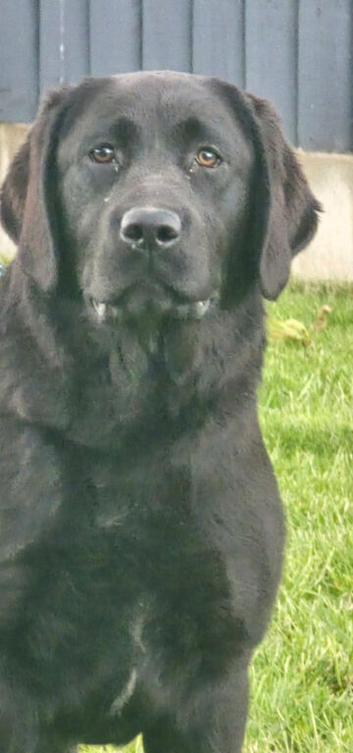 10 Month Old Labrador Female.