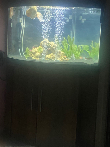 Corner fish tank with equipment and fishes