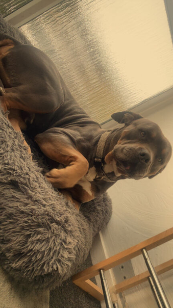 3yr old male staffie mix