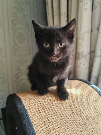 Pure black