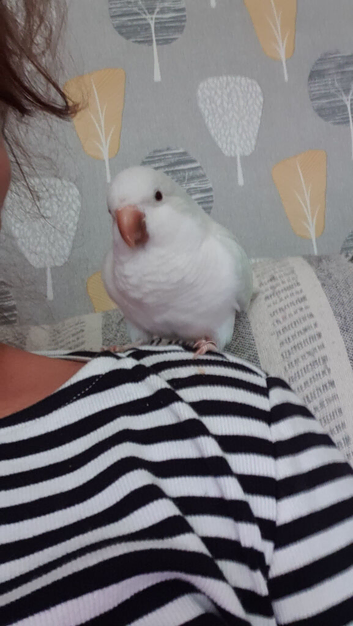 Quaker parrot