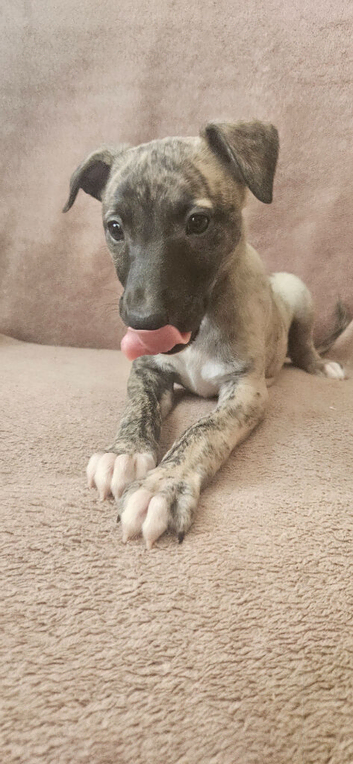 KC Health and Heart tested whippets