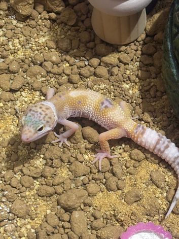 5 month old gecko