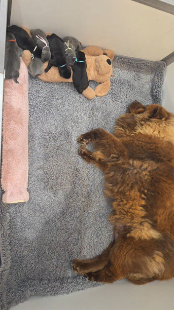 Chaffy puppies