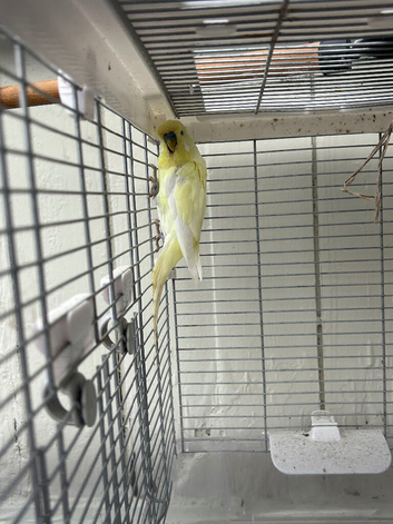 Lemon Yellow Male Budgie