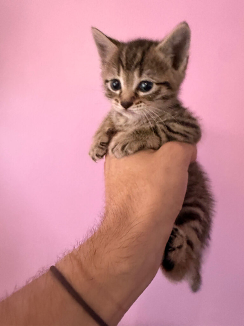 Tabby Kitten